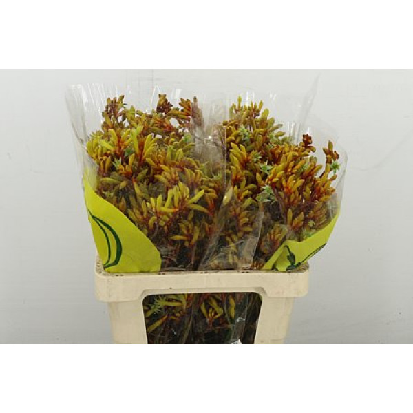 Anigoz Orange Velvet 60 cm A1