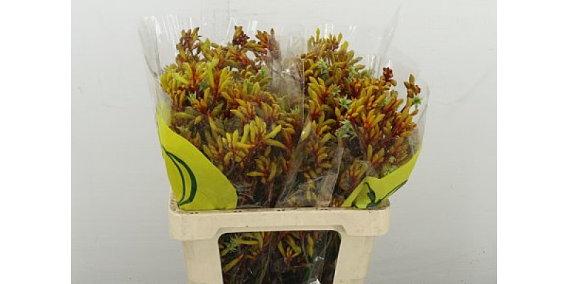 Anigoz Orange Velvet 60 cm A1