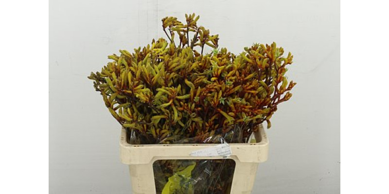 Anigoz Orange Velvet 50 cm A1