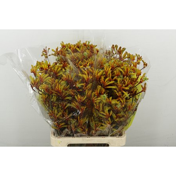 Anigoz Orange Velvet 70 cm A1