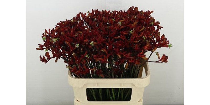 Anigoz Red Velvet 70 cm A1