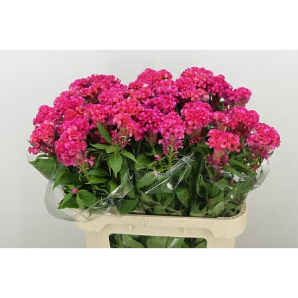 Celosia C Rose Chief 80cm A1