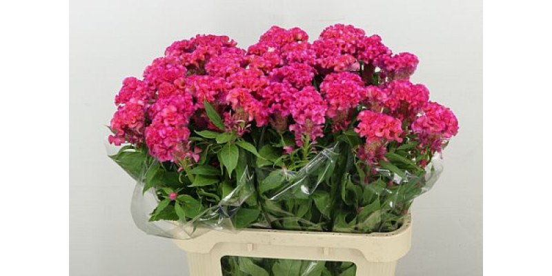 Celosia C Rose Chief 80cm A1