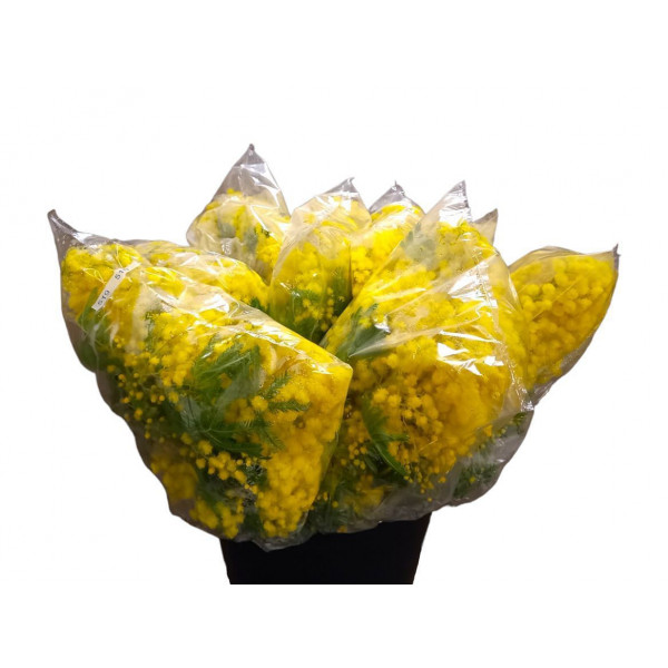 Acacia Turner Flowering 300gr Extra 55cm EX Col-Yellow