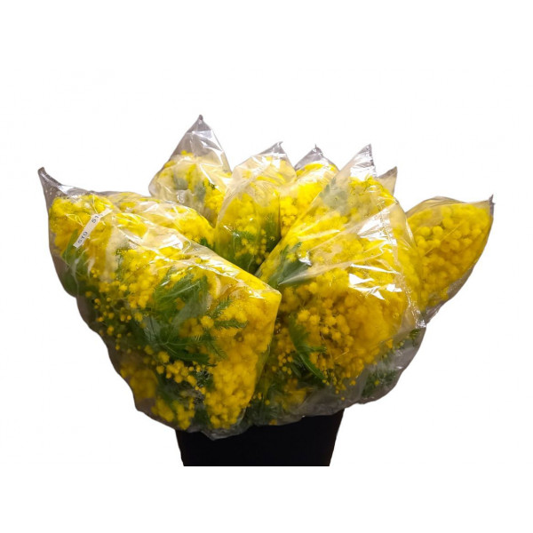 Acacia Turner Flowering 400gr Extra 65cm EX Col-Yellow