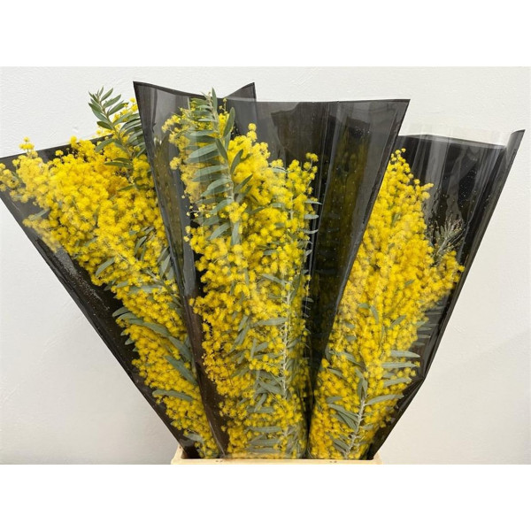 Acacia Luna D Argento Flowering 65 EXYellow