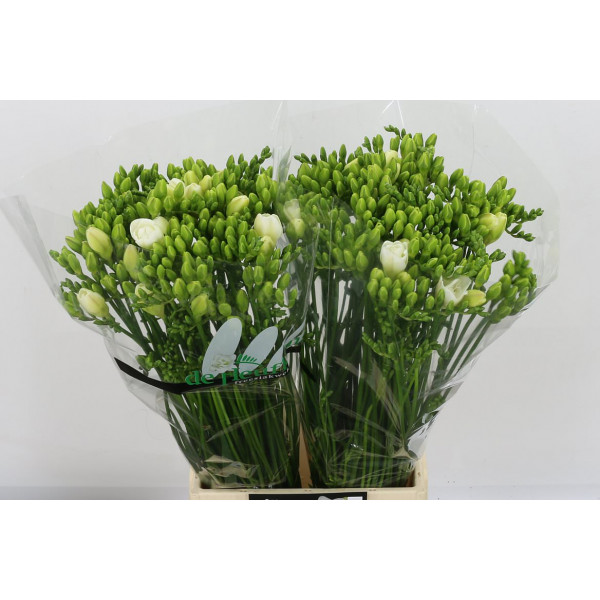 Freesias Du Versailles 54 A2White