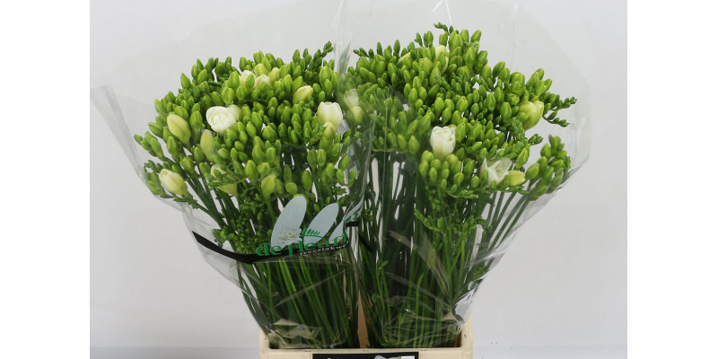 Freesias Du Versailles 54 A2White