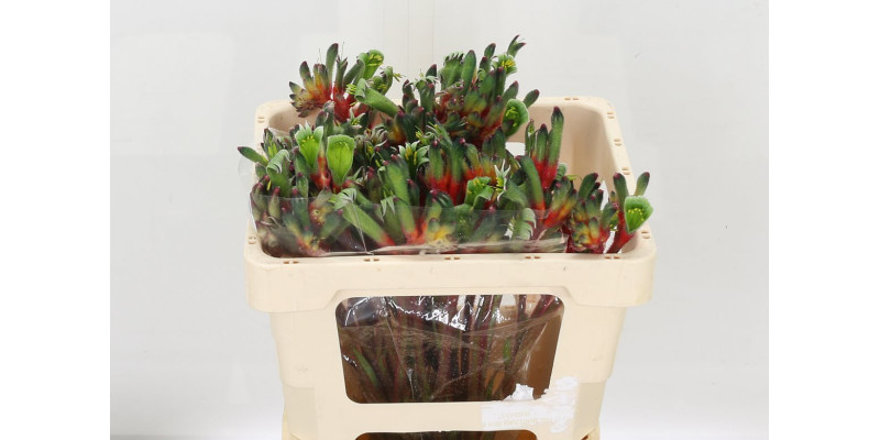 Anigoz Royal Cheer 50 cm A1