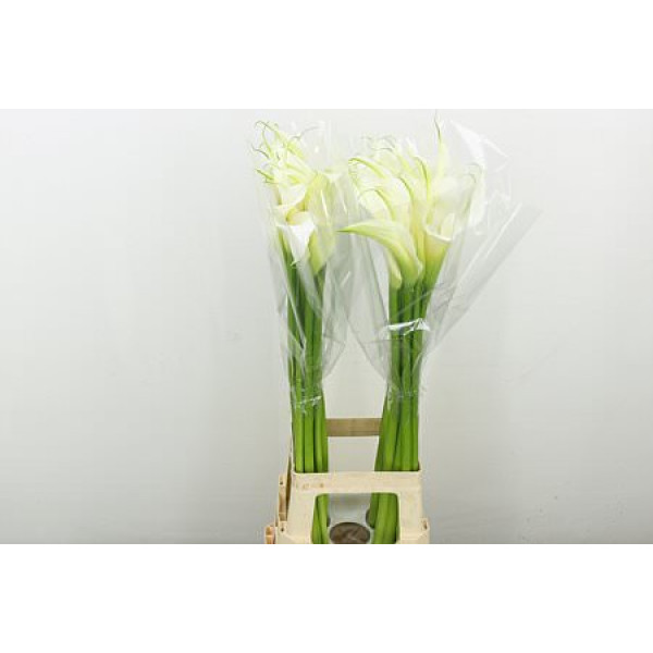 Zanthedeschias Calla Lilly Ae Innocence 90 cm  A1