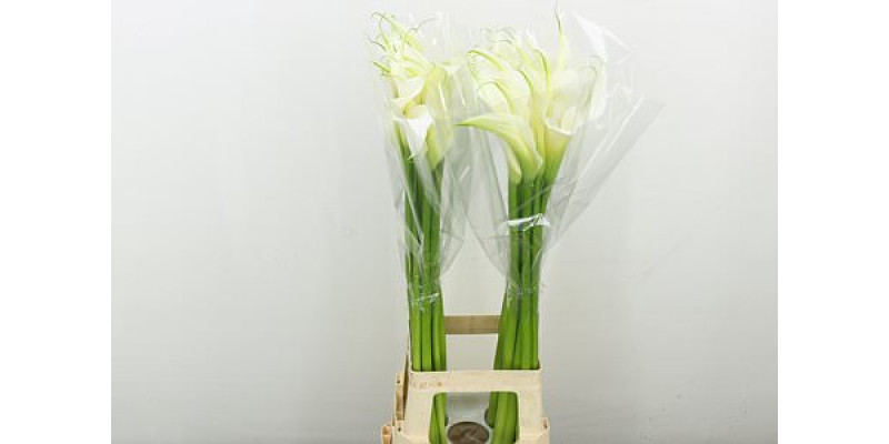 Zanthedeschias Calla Lilly Ae Innocence 90 cm  A1