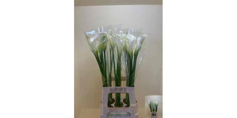 Zanthedeschias Calla Lilly Ae Innocence 75 cm  A1