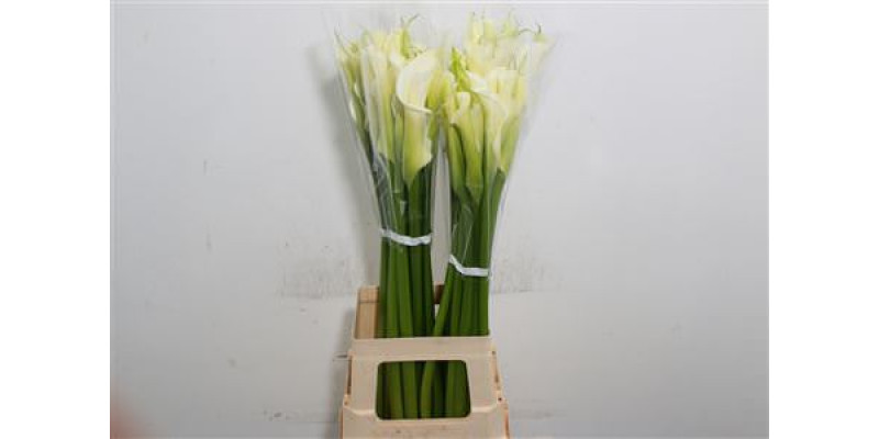 Zanthedeschias Calla Lilly Ae Innocence 80 cm  A1