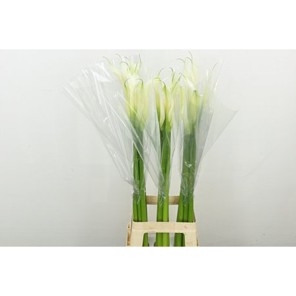 Zanthedeschias Calla Lilly Ae Innocence 90 cm A1