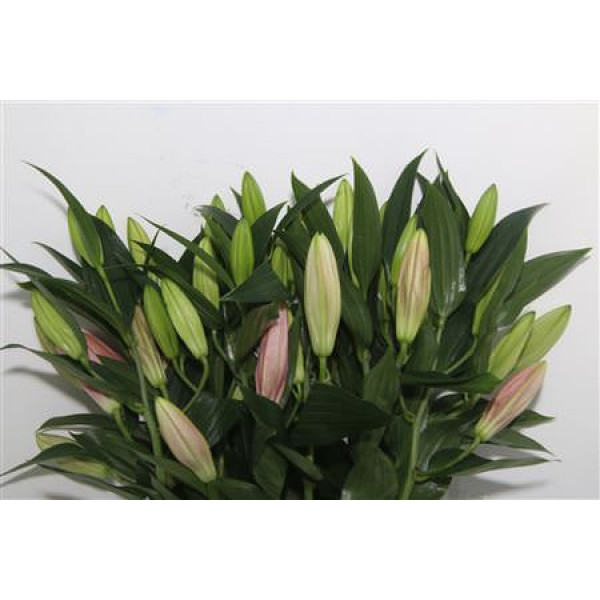 Lillys Or Ov Roze 4Plus 95cm A1