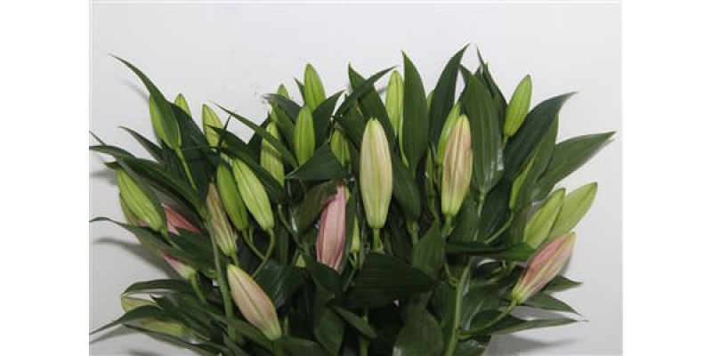 Lillys Or Ov Roze 4Plus 95cm A1