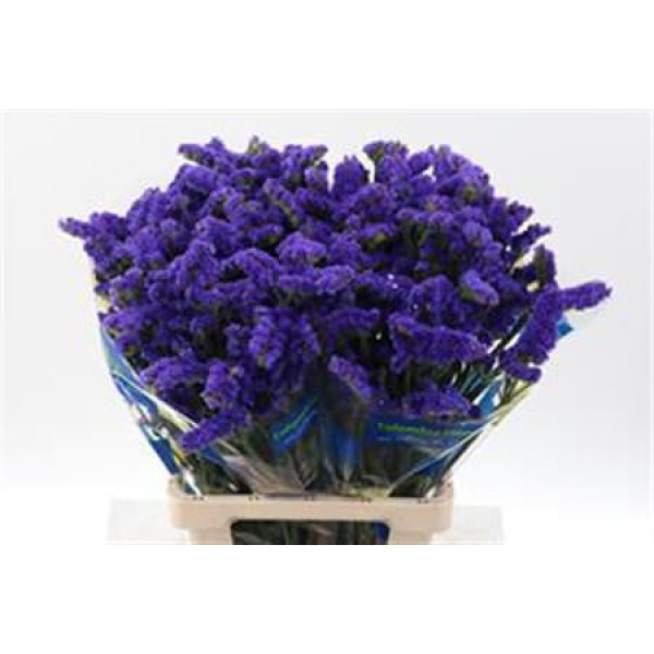 Limonium S Cryst Dark B 70 A1Dark Blue