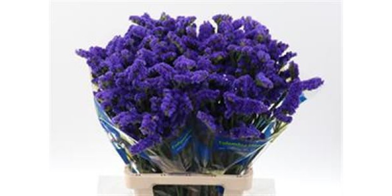 Limonium S Cryst Dark B 70 A1Dark Blue