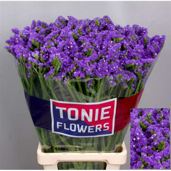 Limonium S Cryst Dark Blu 80 A1Dark Blue