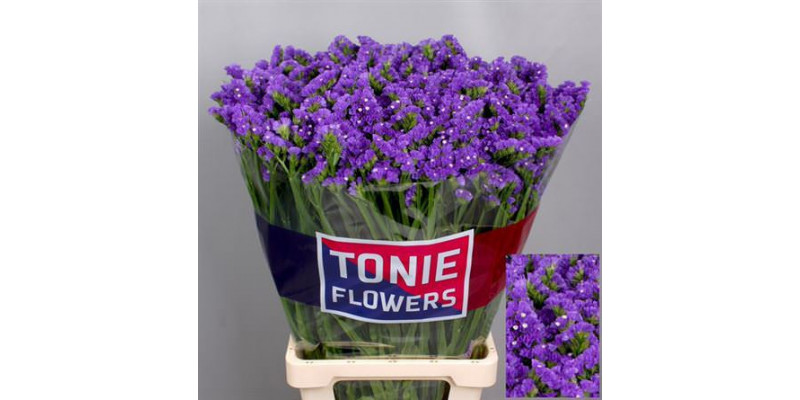 Limonium S Cryst Dark Blu 80 A1Dark Blue