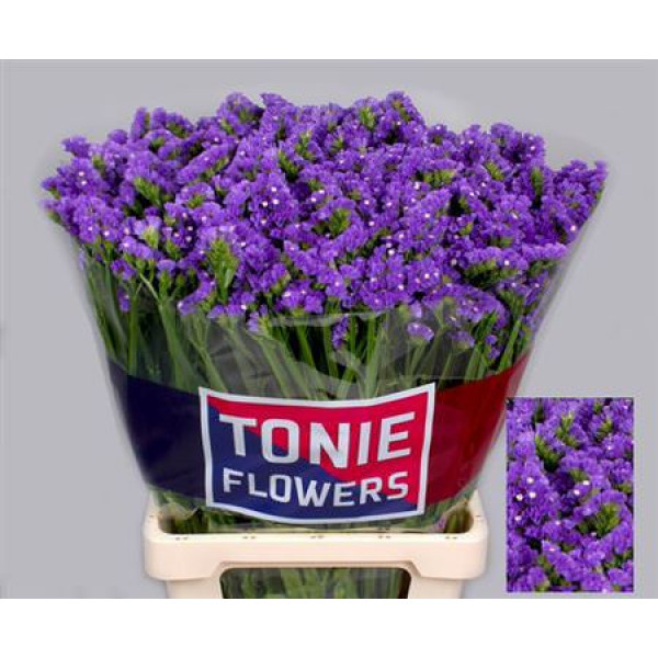 Limonium S Cryst Dark Blu 70cm A1