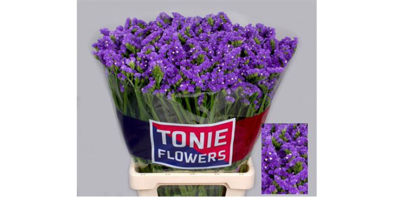 Limonium S Cryst Dark Blu 70cm A1