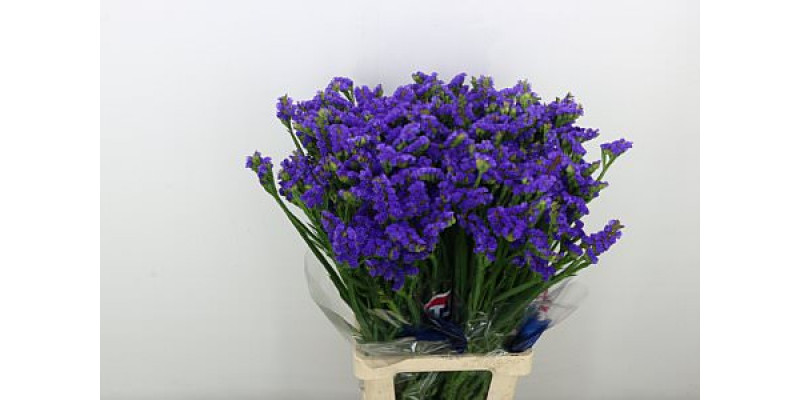 Limonium S Cryst Dark Blu 80cm A1