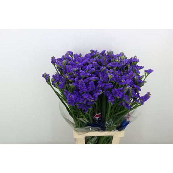 Limonium S Cryst Dark Blu 80cm A1