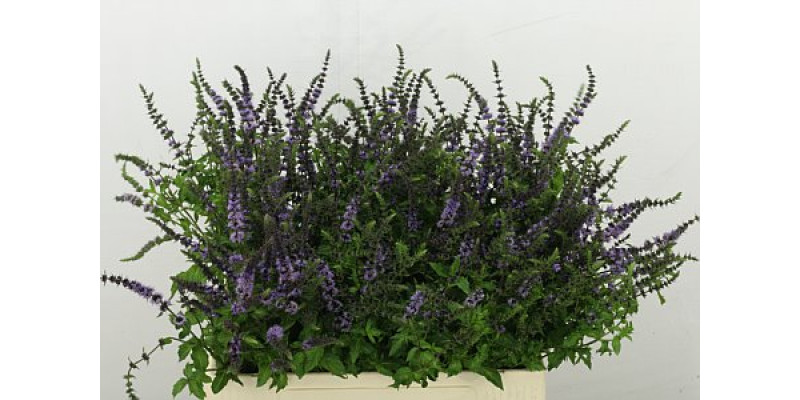 Ment Rose Purp Sensatio 65cm A1