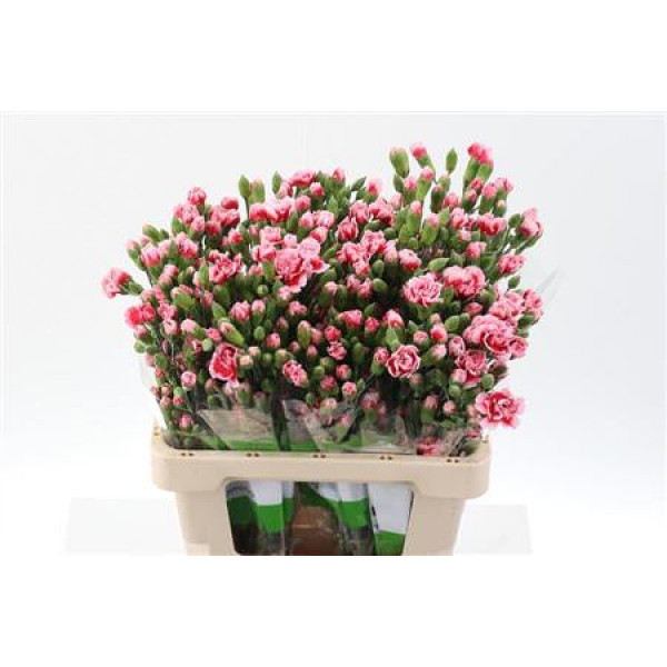 Dianthus Tr Scarlette Select 65cm A1