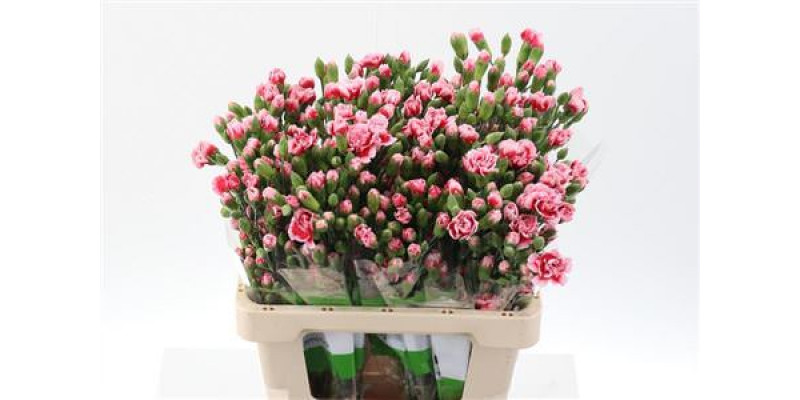 Dianthus Tr Scarlette Select 65cm A1