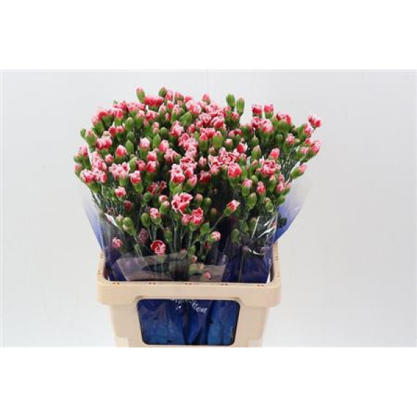 Dianthus Tr Scarlette Select Hi 65cm A1