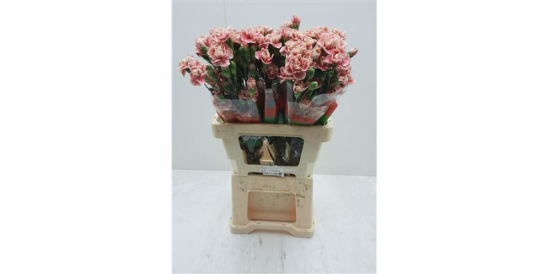 Dianthus Tr Hipster 1 cm 