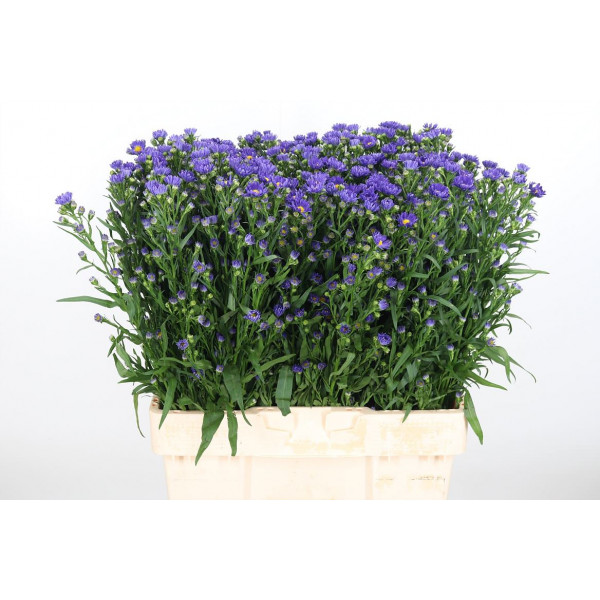 Aster Blue Monarch 60cm  Col-Purple