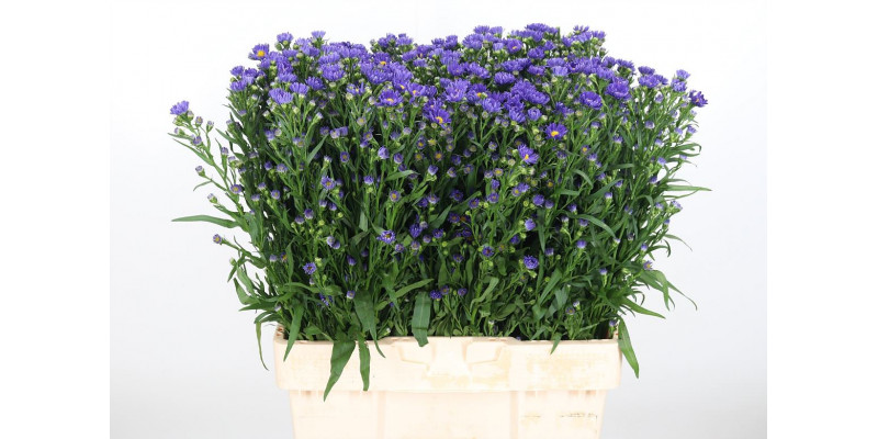 Aster Blue Monarch 60cm  Col-Purple