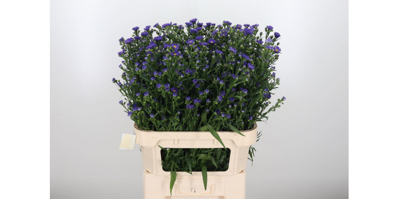 Aster Blue Monarch 80cm  Col-Purple