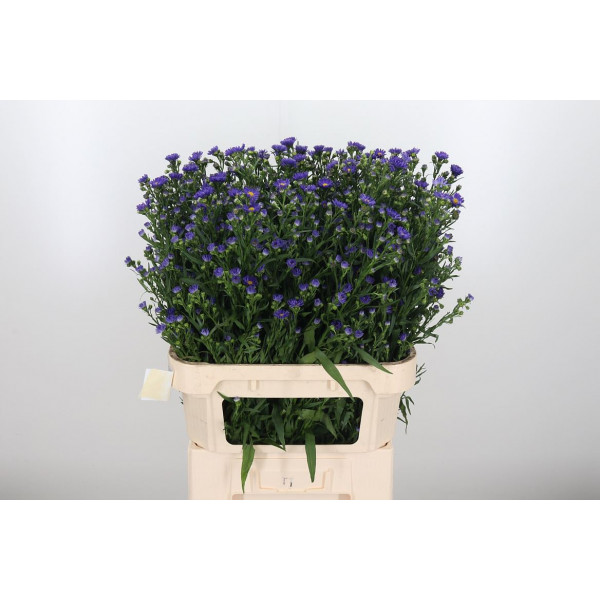 Aster Blue Monarch 80cm  Col-Purple