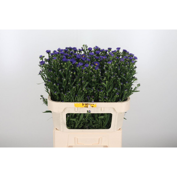 Aster Blue Monarch 70cm  Col-Purple