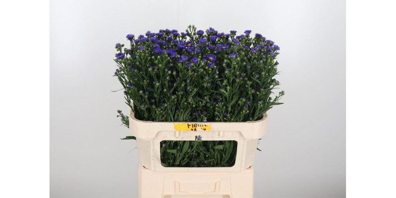 Aster Blue Monarch 70cm  Col-Purple