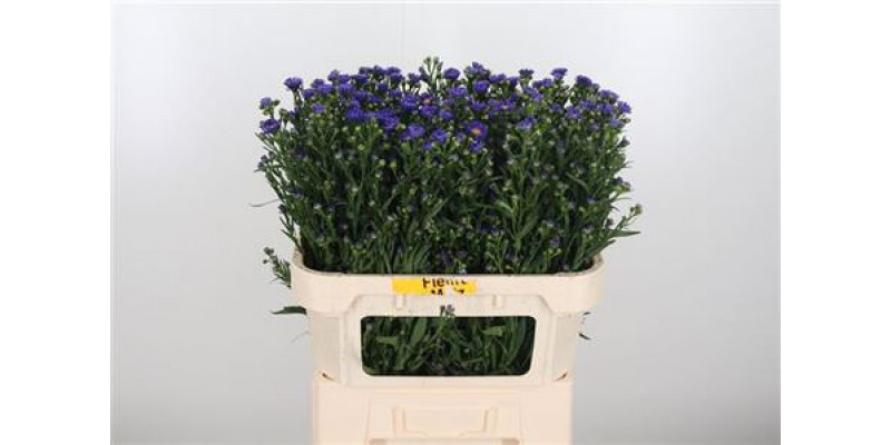 Aster  Blue Monarch 70cm A1