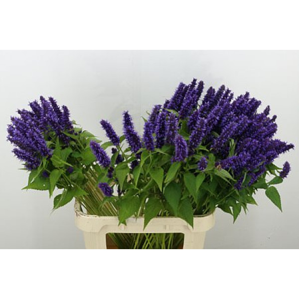 Agastache Blue 110cm A1