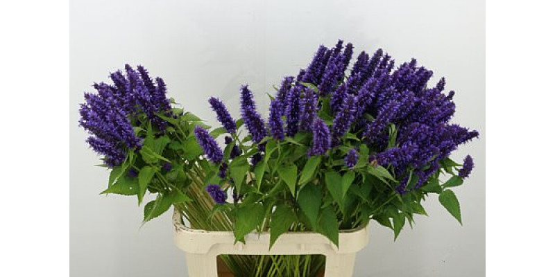 Agastache Blue 110cm A1