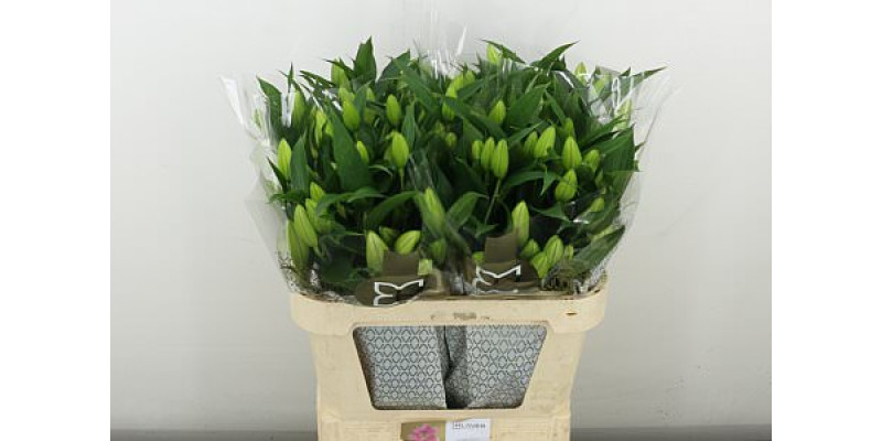 Lillys Or Sorbonne 80 cm A1