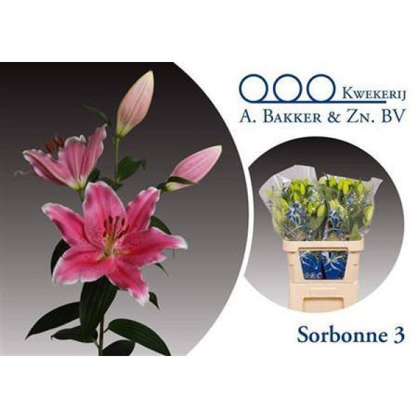 Lillys Or Sorbonne 85 cm A1