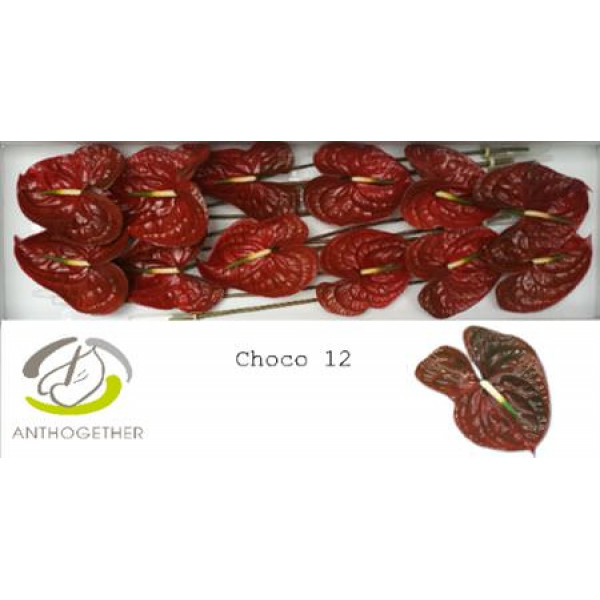 Anthurium A Choco 12  A1