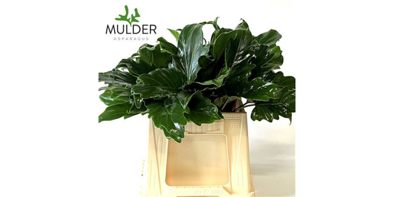 Dec Philod Xanadu Phil. Xanadu 50cm 50 cm A1