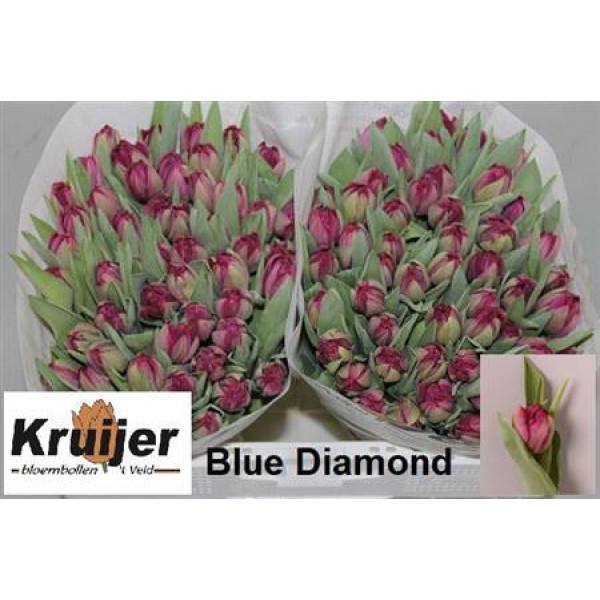 Tulips Du Blue Diamond 36cm A1 Col-Purple