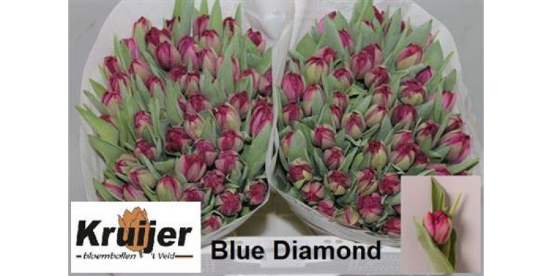 Tulips Du Blue Diamond 36cm A1 Col-Purple