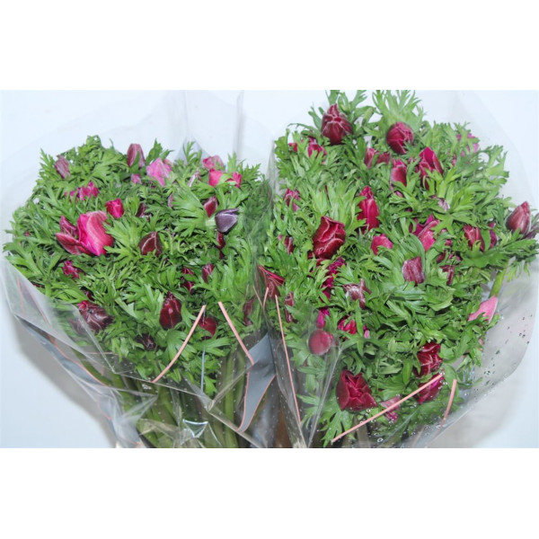 Anemone Galil Purper 40cm A1 Col-Burgundy