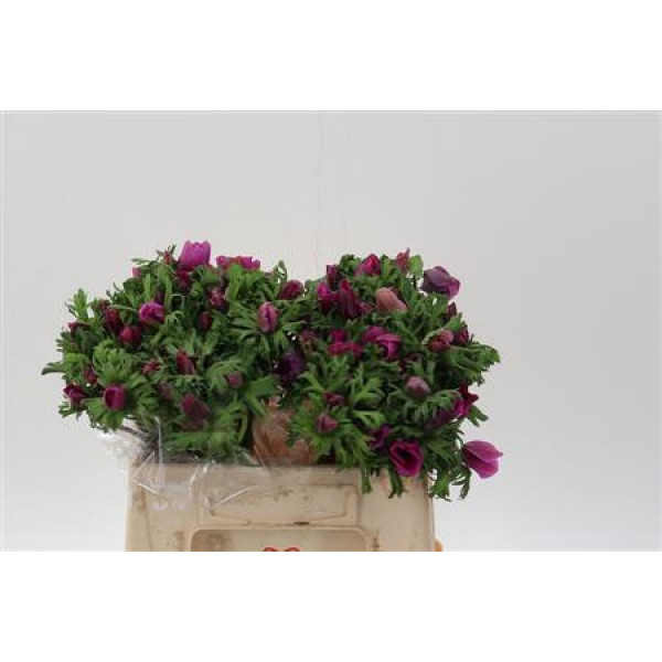 Anemones Co Galil Purper 40cm A1